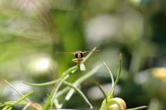 見つめるハナアブ君