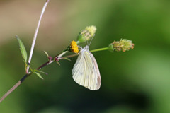 モンシロチョウ定番写真