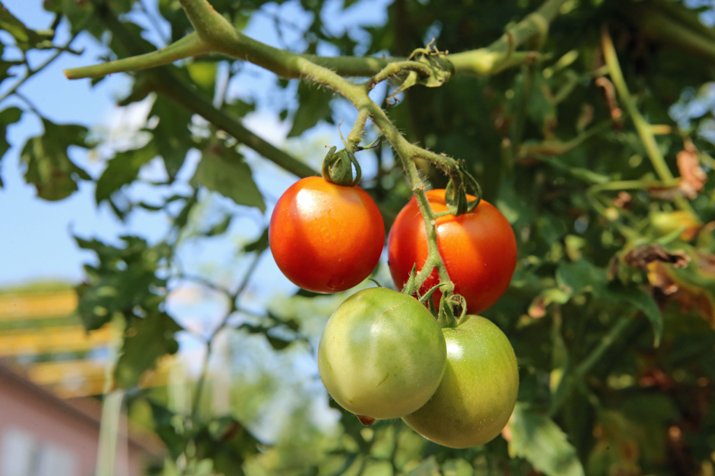 もう少しで完熟です