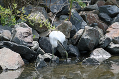 大きな獲物ゲット