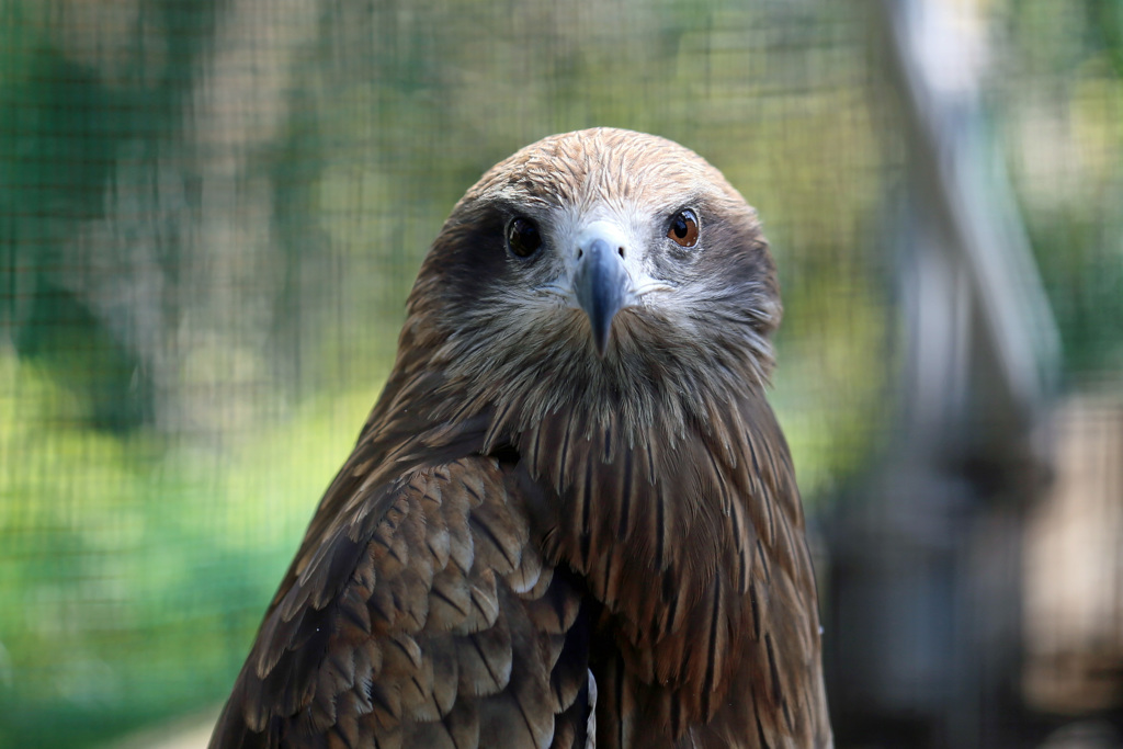 可愛いトビさん