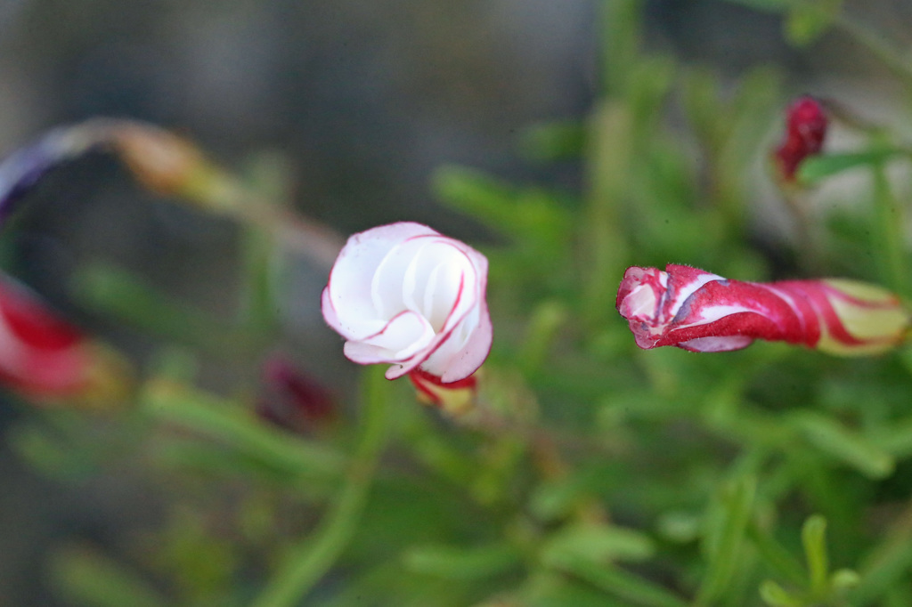 これから咲きます