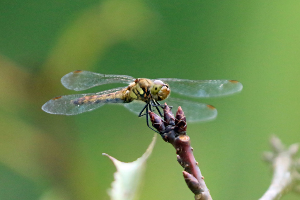 トンボのメガネは・・メガネ♪.
