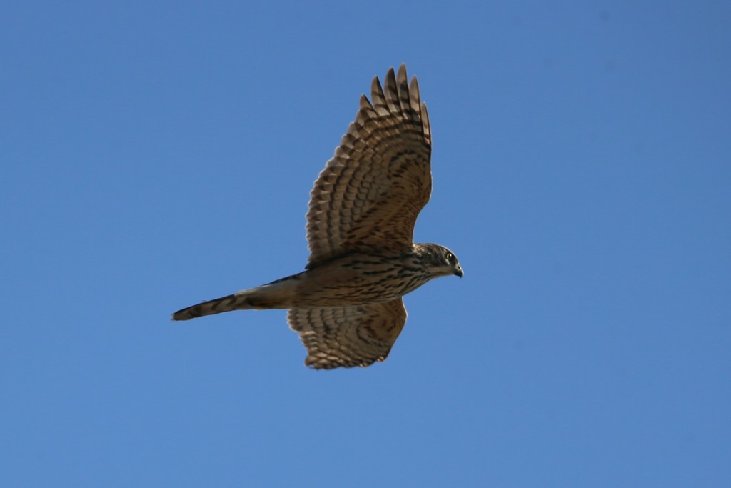 オオタカ幼鳥-2