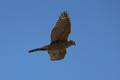 オオタカ幼鳥-2