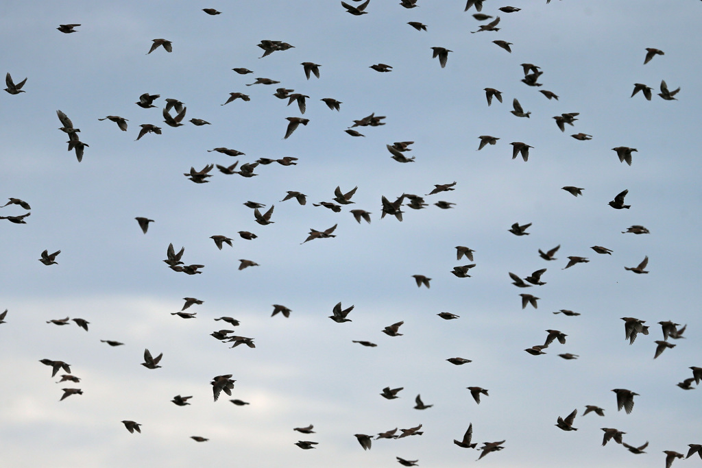 空一面にムクドリさん