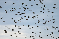 空一面にムクドリさん