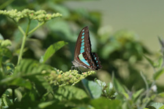 スポットライト