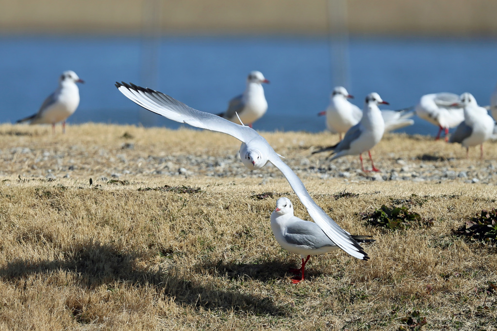 見守るユリカモメ