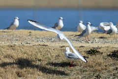見守るユリカモメ
