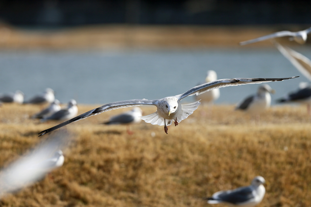 セグロカモメ飛び出し-1
