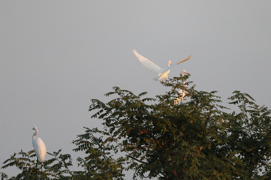 ダイサギシリーズ-8