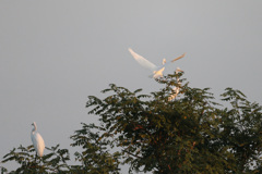 ダイサギシリーズ-8