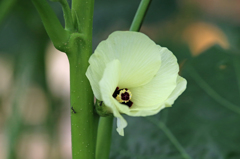 アリさんがオクラの花が咲いたぜ