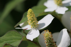 僕だって綺麗です