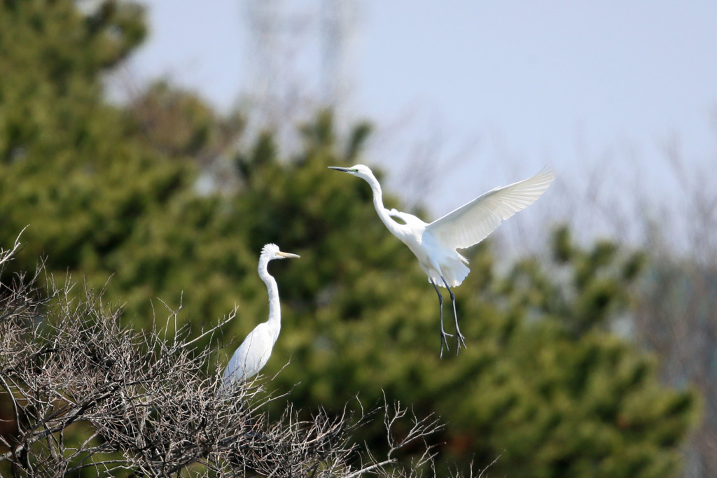 見つめるダイサギ君