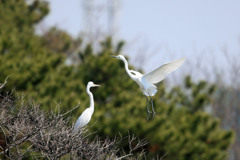 見つめるダイサギ君