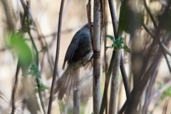 頭かくして。。。