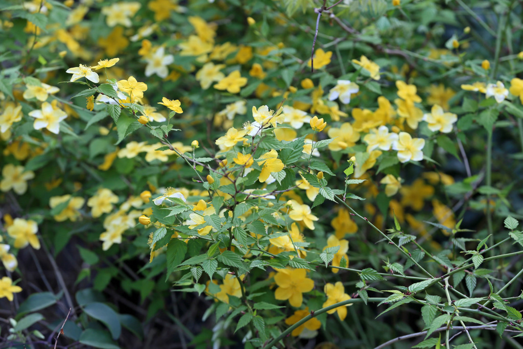 ヤマブキ満開