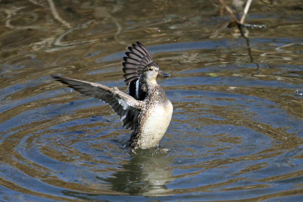 コガモ羽ばたくその2