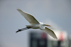 青空とダイサギ