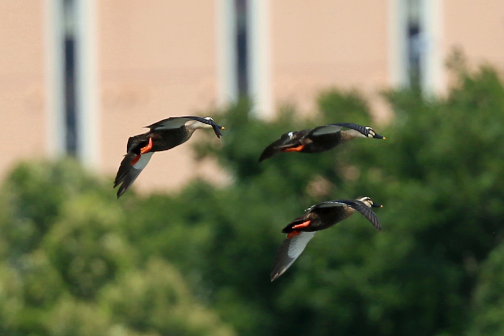 プリプリみっつ