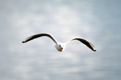 やっぱり前からのがかっこいいでしょ