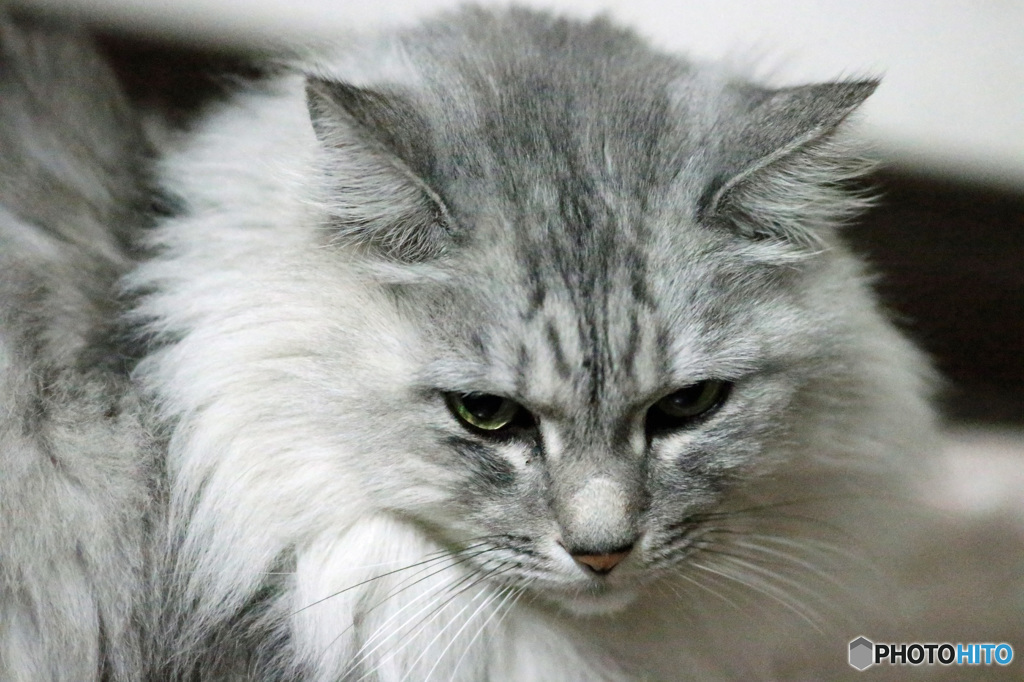 望遠レンズでポートレート-1