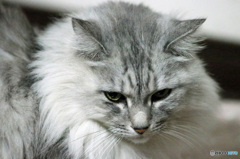 望遠レンズでポートレート-1