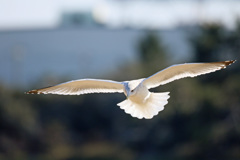 セグロカモメセーフ