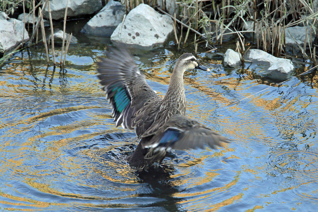 水浴びだよ飛ばないよ