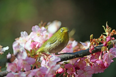 正面からも可愛いよ