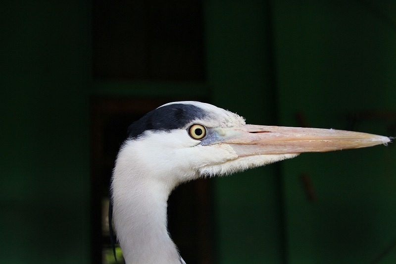 アオサキさんアップ