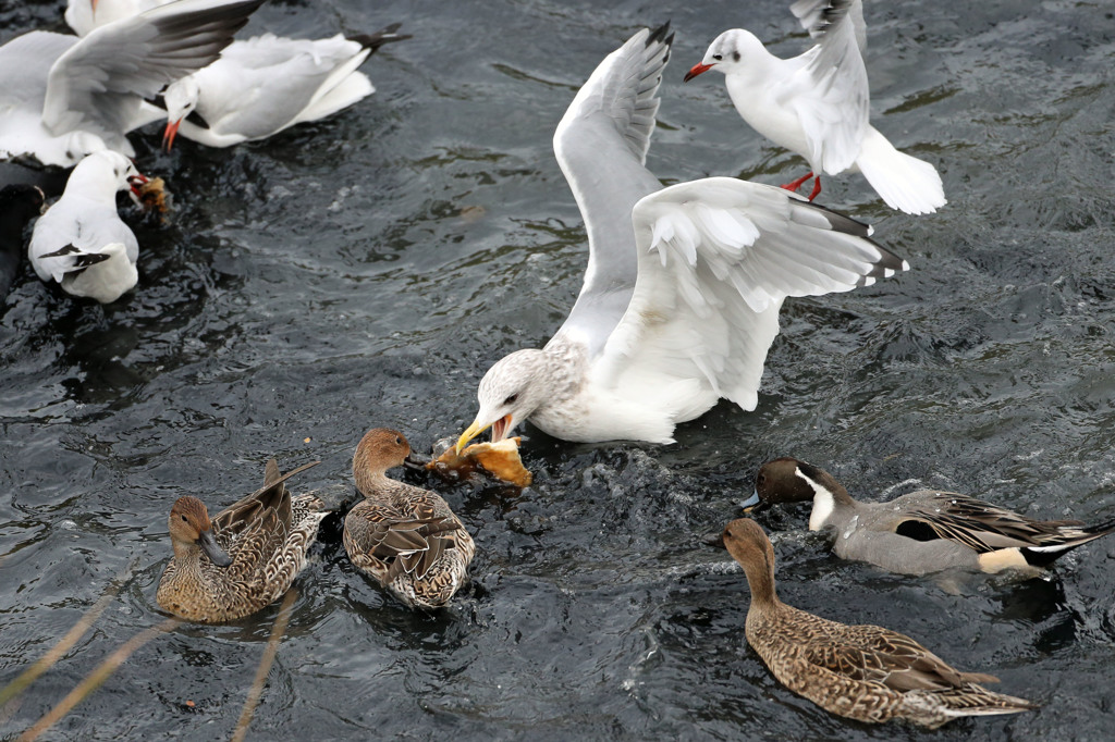 あ！パン撮られた
