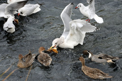 あ！パン撮られた