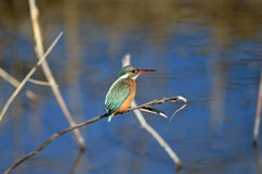 カワセミ定番写真