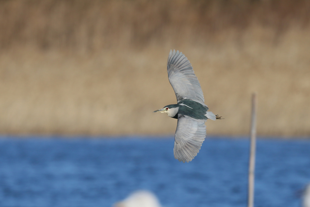 ゴイサギ飛ぶ-1