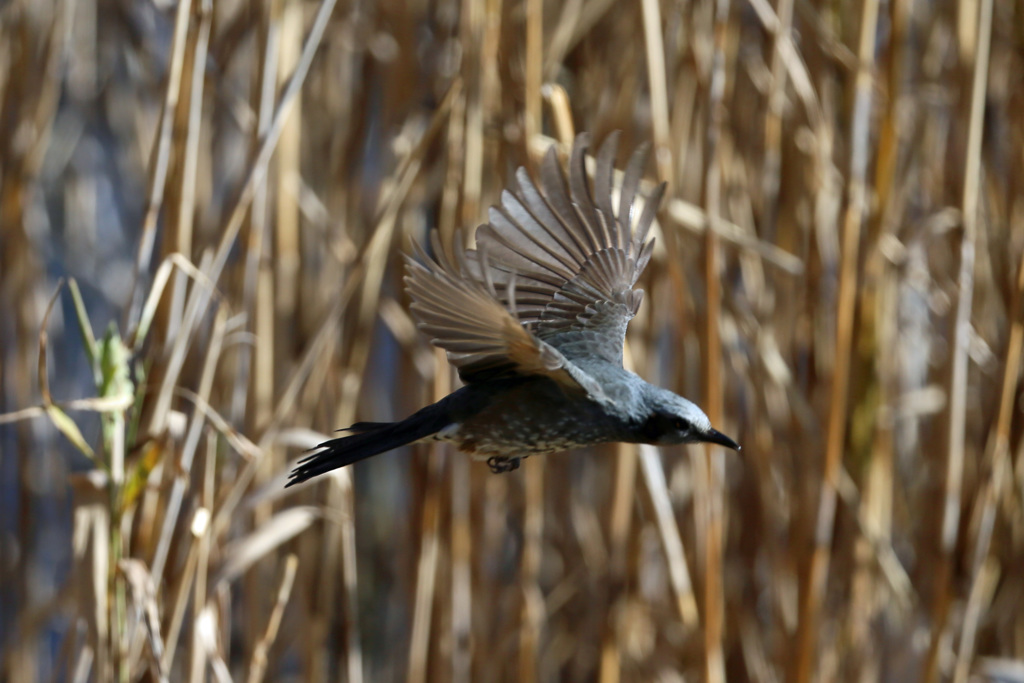 ヒヨドリ飛び出し