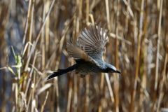 ヒヨドリ飛び出し