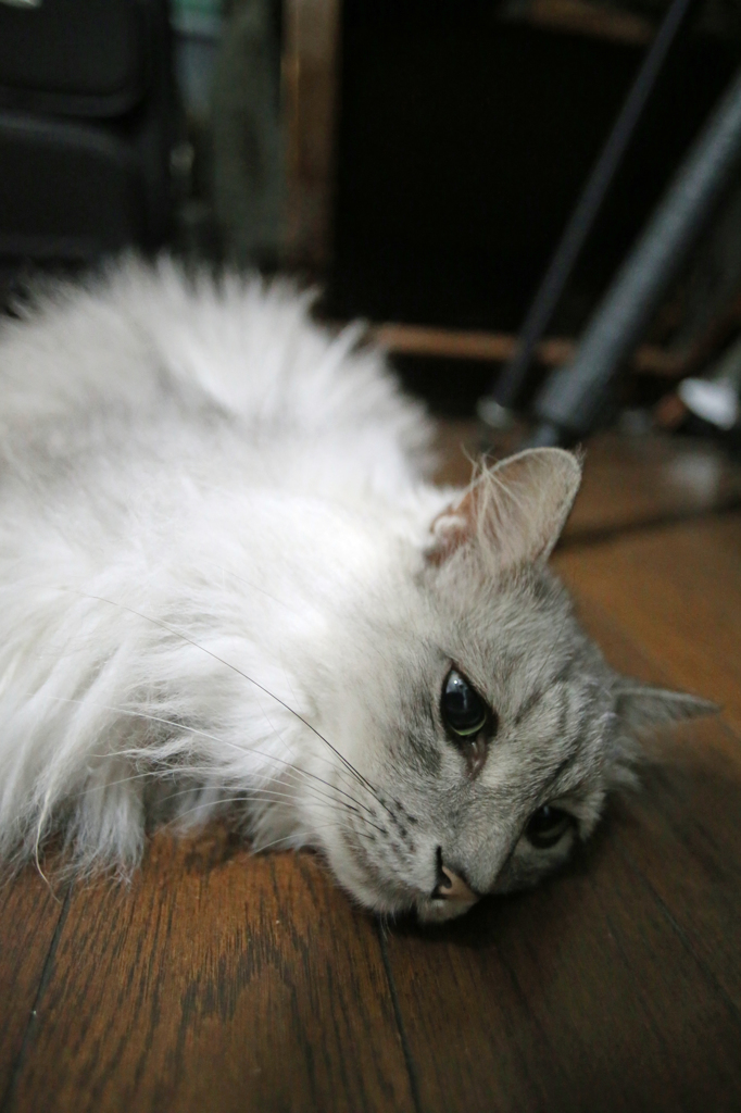 ボーとしてます