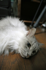 ボーとしてます