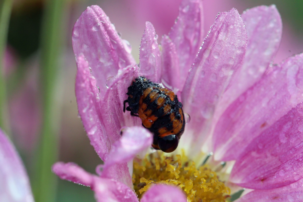 早く蛹になりたいな
