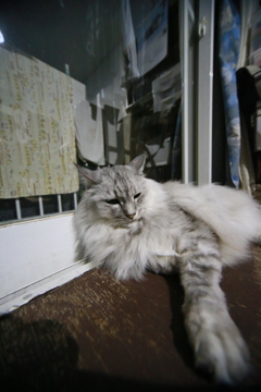 手長にゃにゃその1