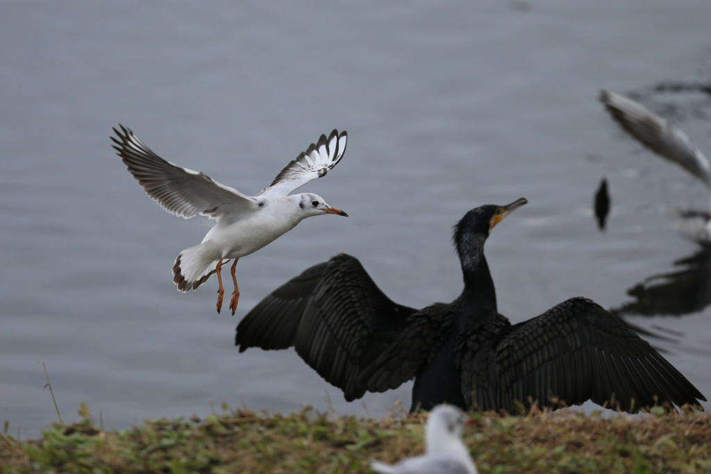 カワウ邪魔する