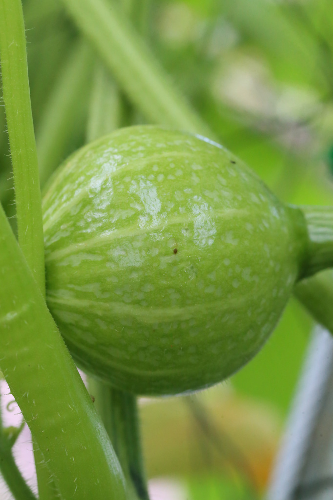 かぼちゃの赤ちゃん
