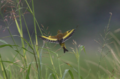 カワラヒワセーフ