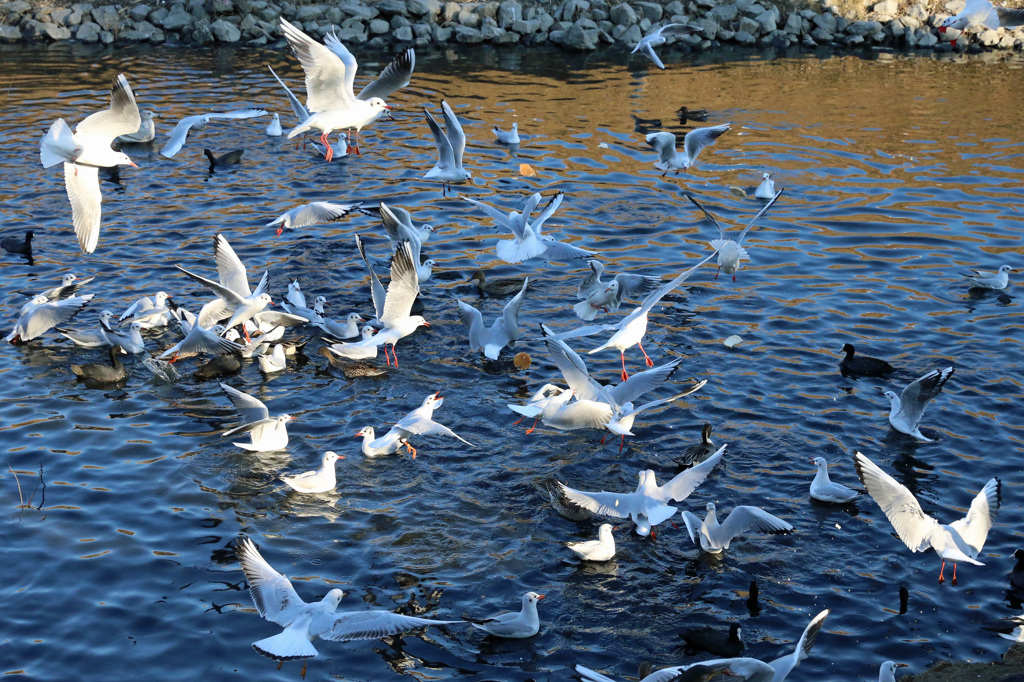 今日も激しい争奪戦