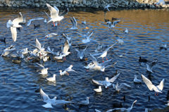 今日も激しい争奪戦