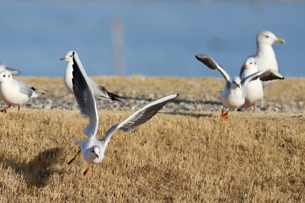 二羽で飛び出し