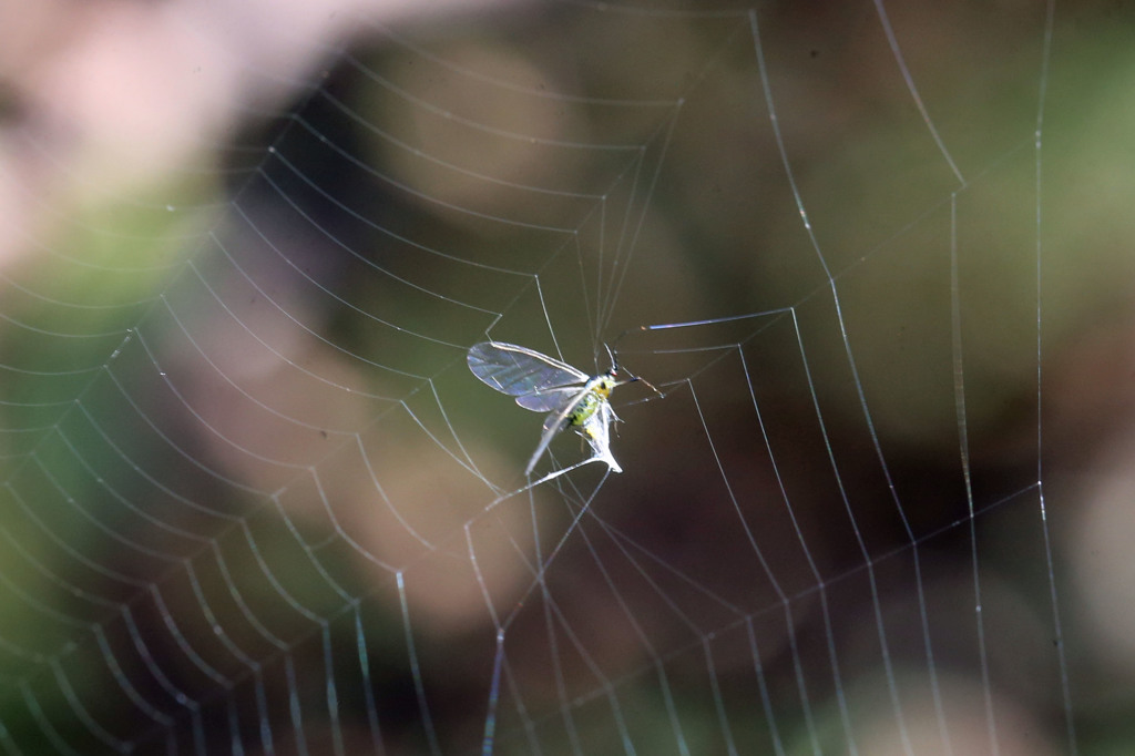 早く逃げなきゃ